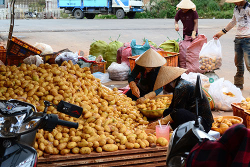 Khoai[-]tây[-]Trung[-]Quốc[-]ngập[-]chợ[-]nông[-]sản[-]Đà[-]Lạt.
